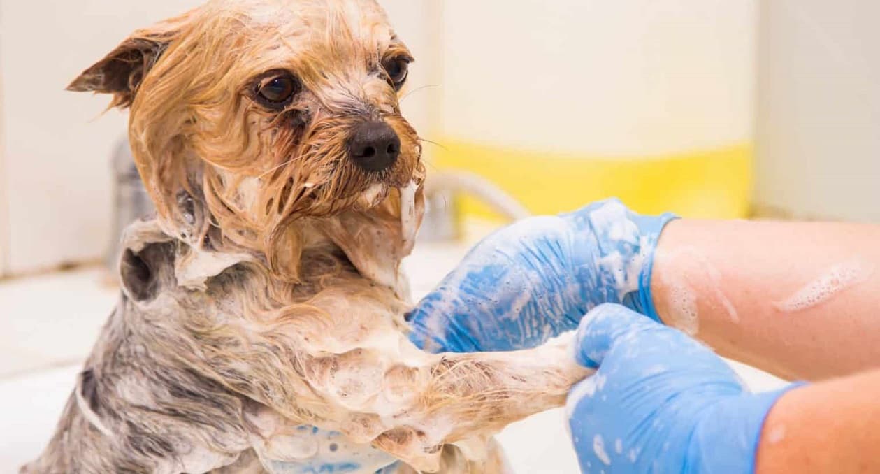 Shampoo for Dogs: What to Look for